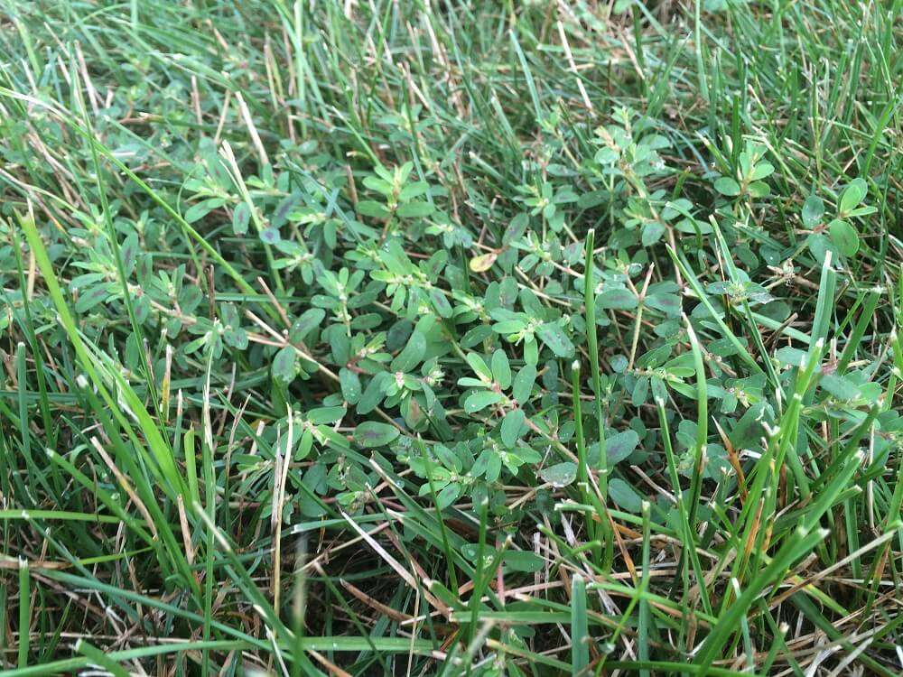 9 Common Lawn Weeds In Northern Virginia: Identification Tips And How ...